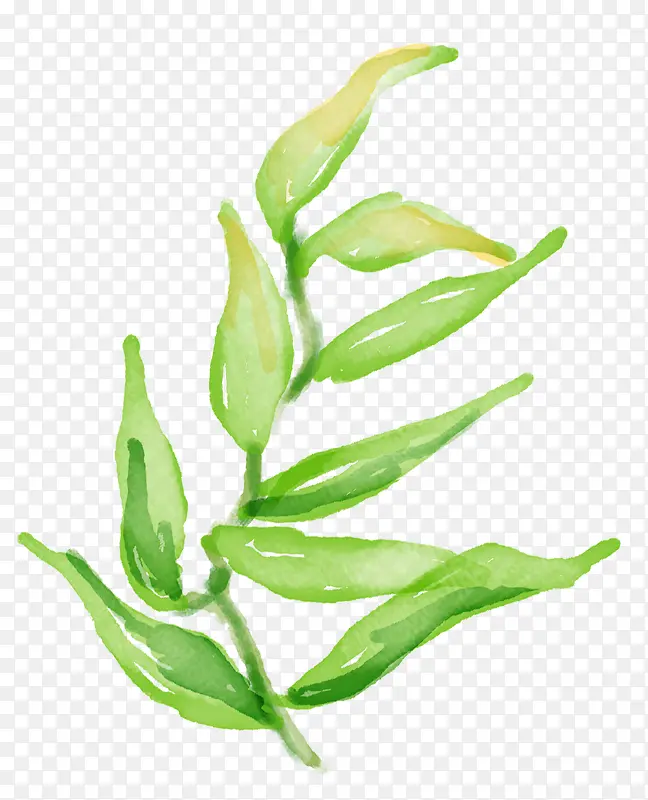 ˮ����Ҷ-������