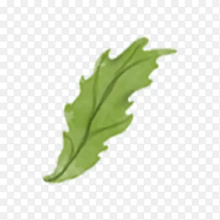 ��ͨ����Ҷ-������