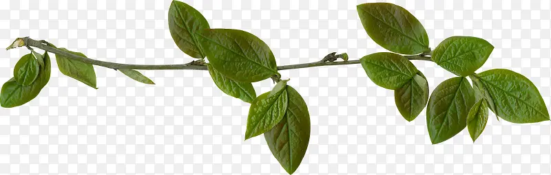 ֦��-������