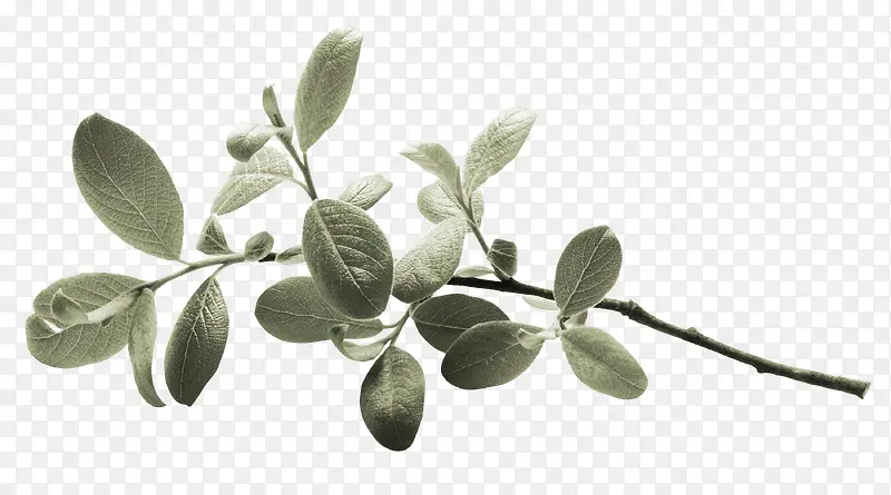 ��֦-������