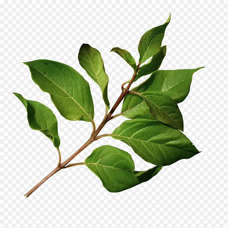 ��֦-������