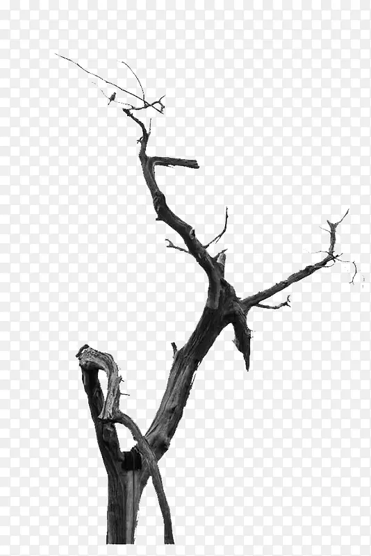 ��ɫ�ɿ�֦��-������