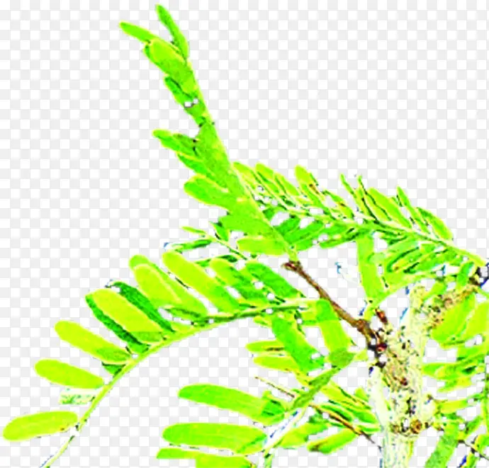 ��ɫ��֦��������-������