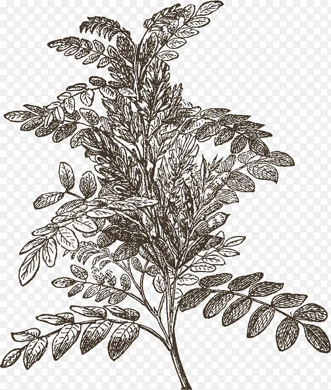 �ֻ���֦-������