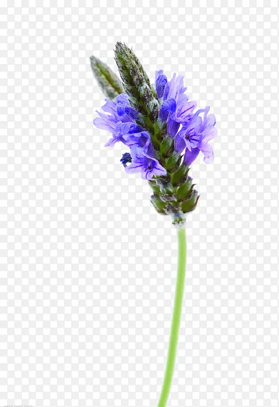 Ư����޹�²�-������