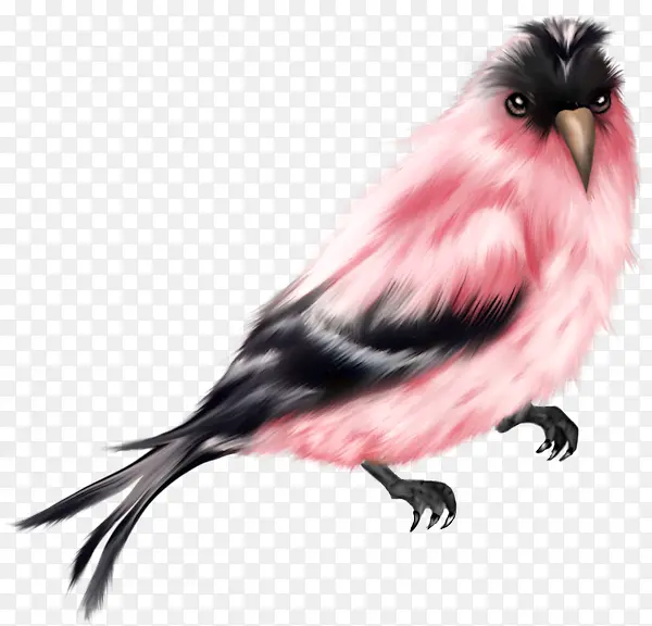 �ֻ��ɫ��С��-������