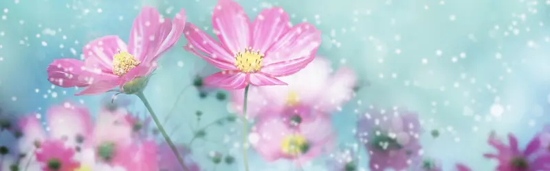 ���ﻨ�㰮����������-������