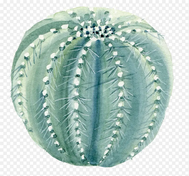 ˮ�ʻ�����ɫֲ��-������