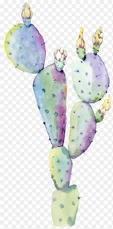 ˮ�ʻ�����ɫֲ��������-������