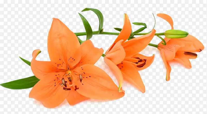 ��ɫ�İٺ�-������