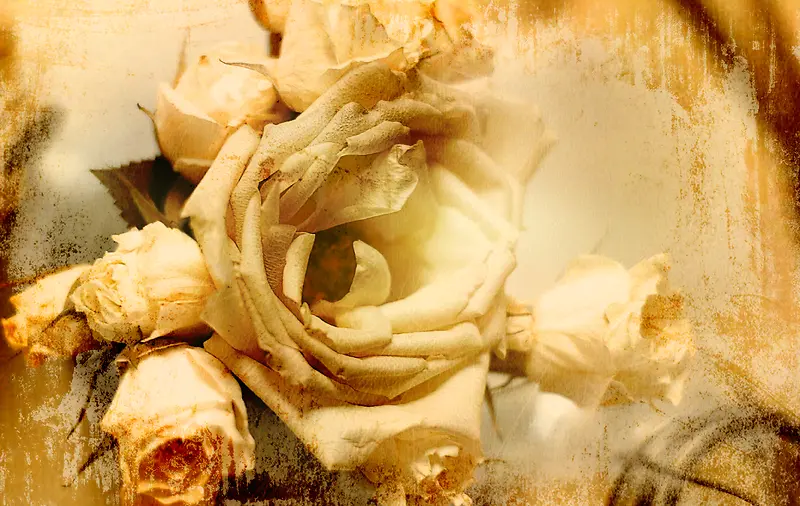 ���Ű�ɫõ�廨����-������