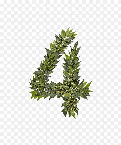 ��Ҷ��ĸ4-������