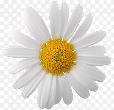 ��ɫ�ľջ�-������