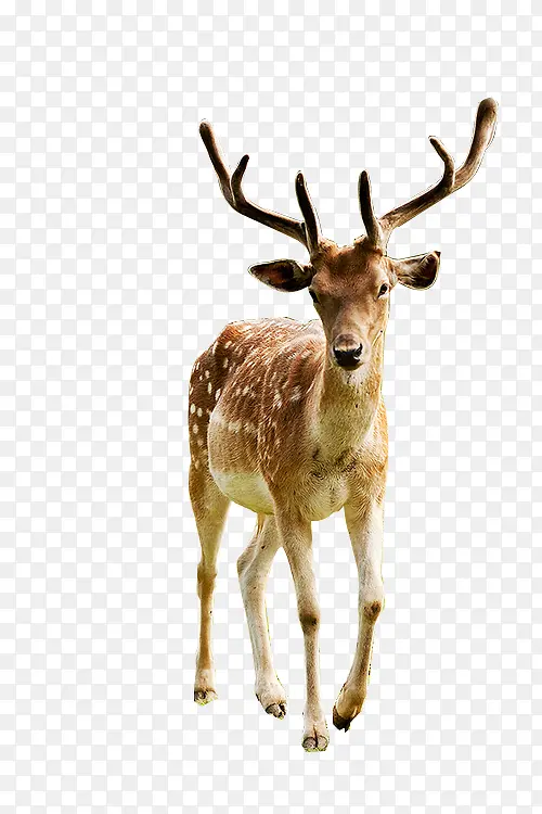 ÷��¹-������