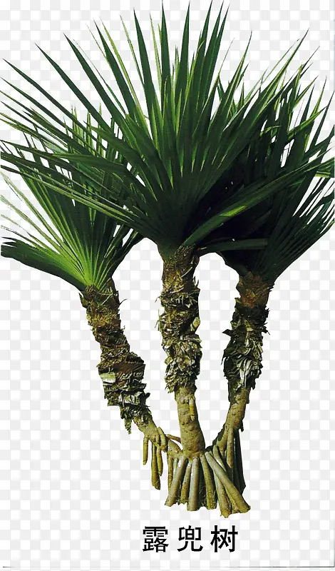 ¶����-������