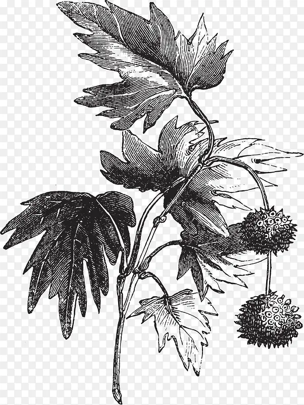 ʸ���ֻ滨��-������