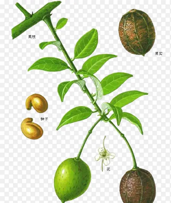 ���Ƴ���ͼ-������