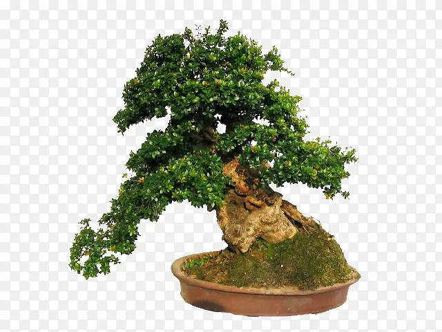 С��������ز�-������