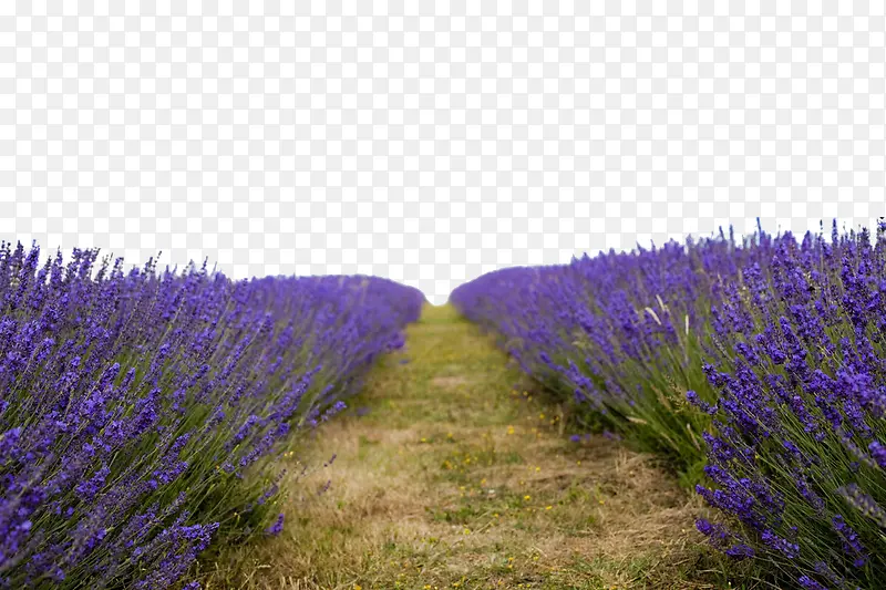 ޹�²ݻ���С·�زı���-������