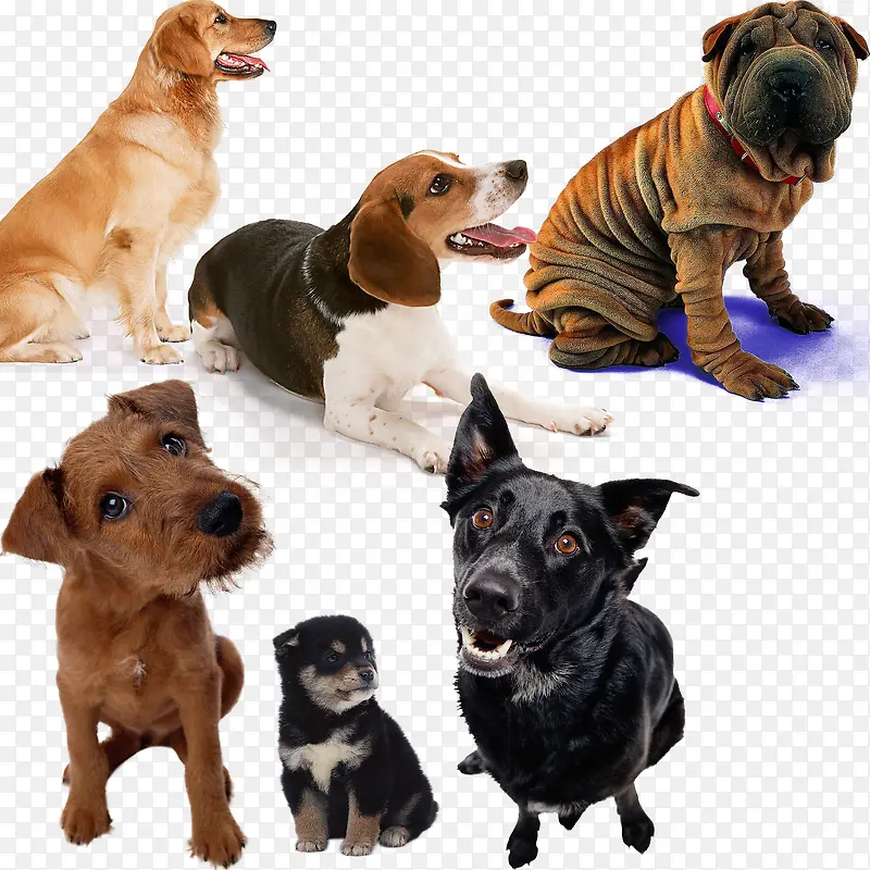 ���ֳ��ﹷ����-������