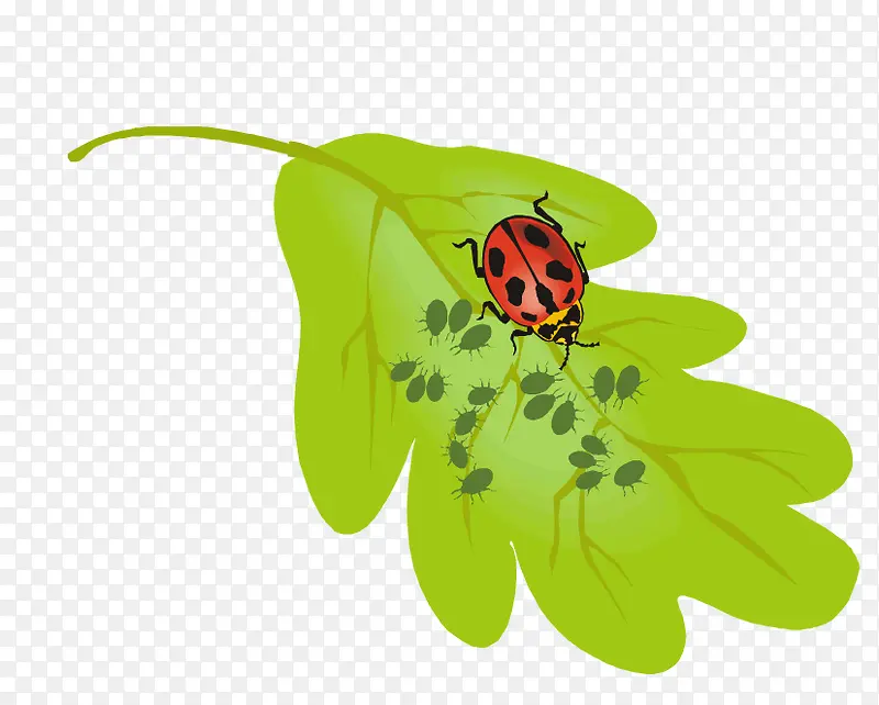 ��ɫҶ���ϵ�����-������