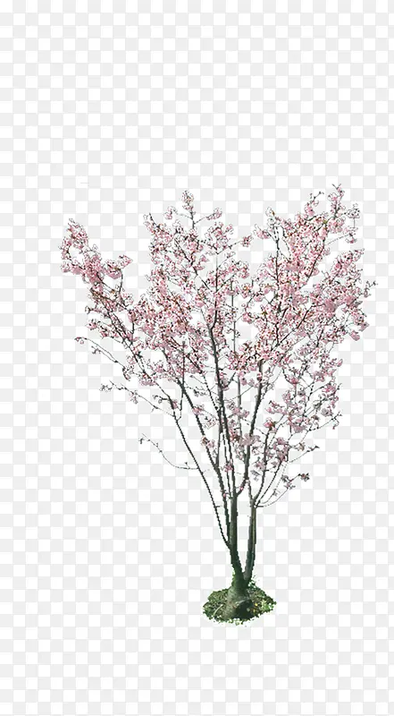 ��֦-������