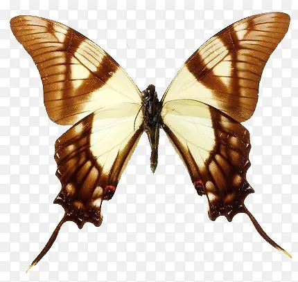 ������β��-������