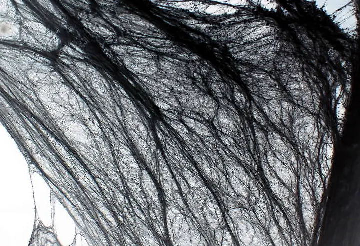 ��ɫ˿������-������