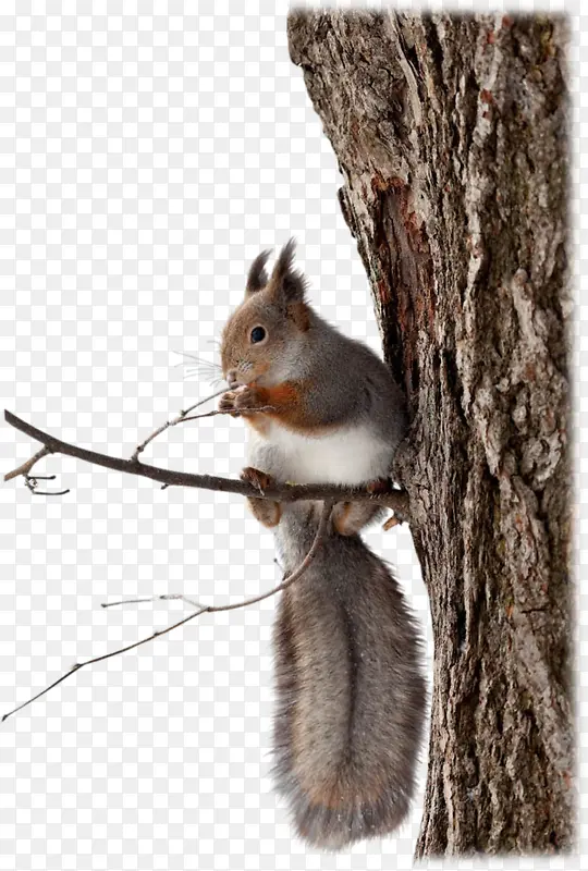 �ɰ�����-������