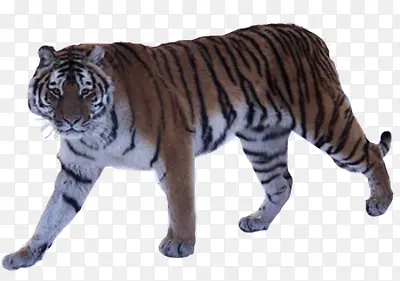 �ϻ�-������