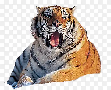 �ϻ�-������