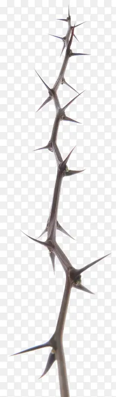 ������֦-������