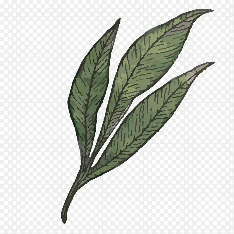 �ֻ�ֲ��-������