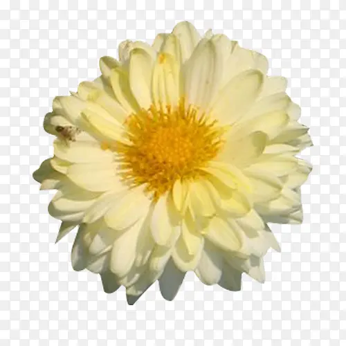 �����ĺ��׾�ͼƬ�ز�-������