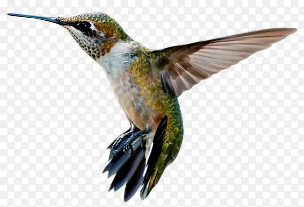 ��ɫ��ľ��-������