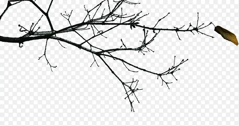 ��֦����˥������-������