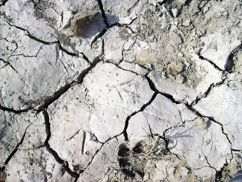 �ɺԵ����ر���-������