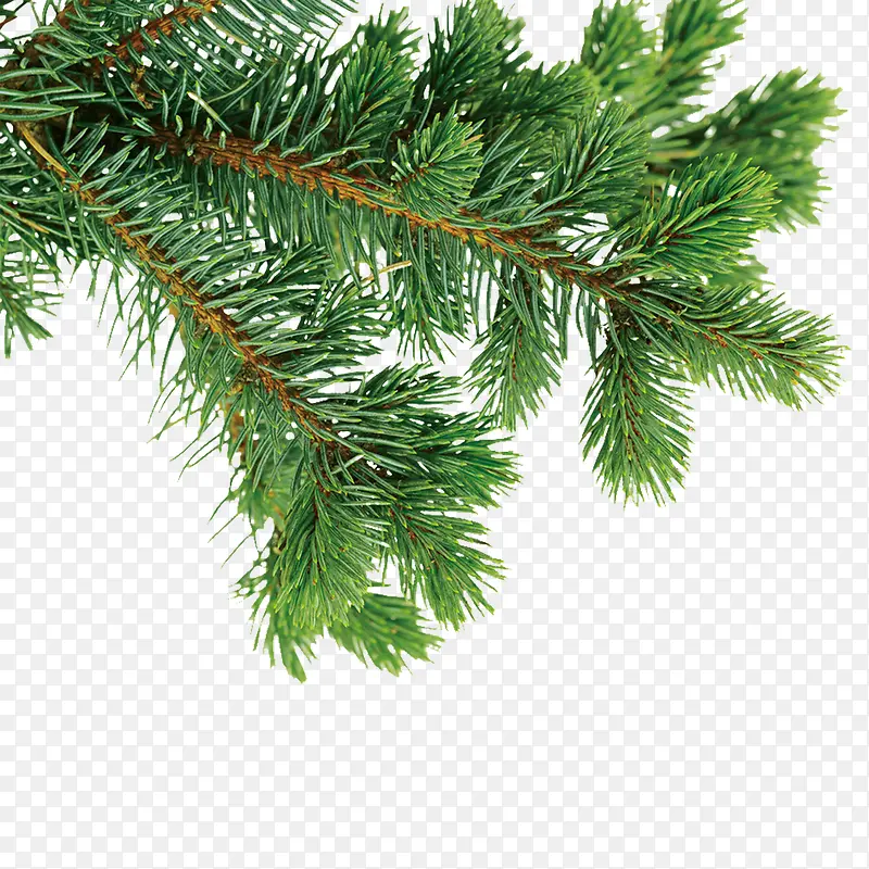 ��֦�ز�-������