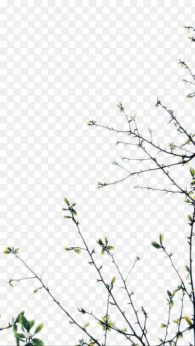 ��ɫ��֦����ز�-������