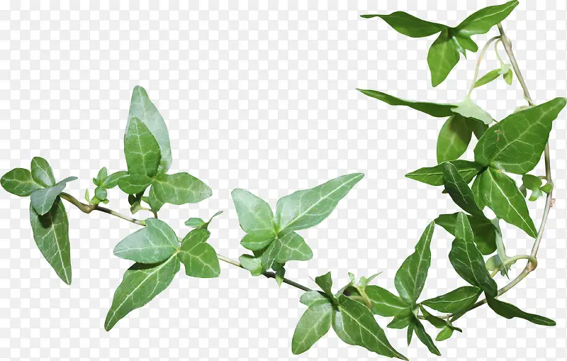 ��ɫ��Ҷ��֦�ز�-������