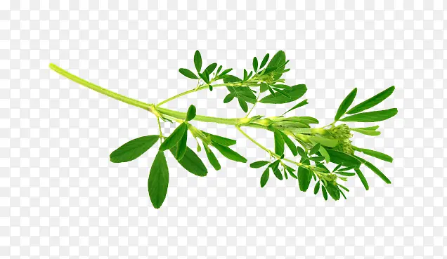 ��ɫ��֦�ز�-������