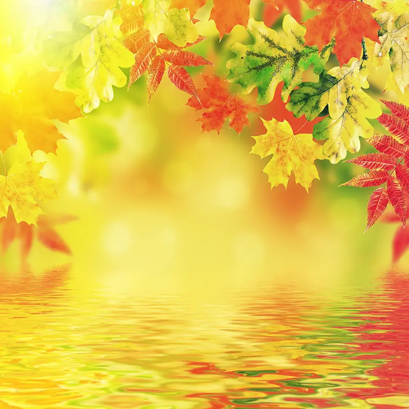 ������Ҷ����-������