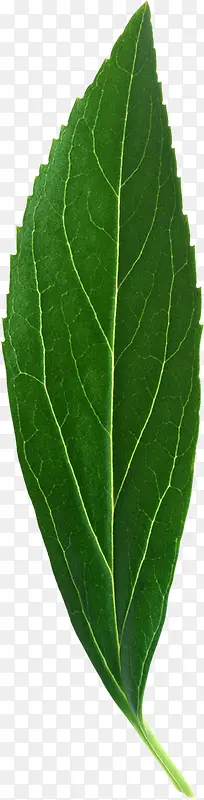 ��Ҷ��֦-������