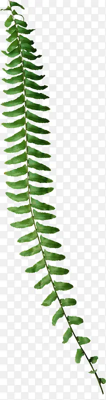 ��Ҷ��֦-������