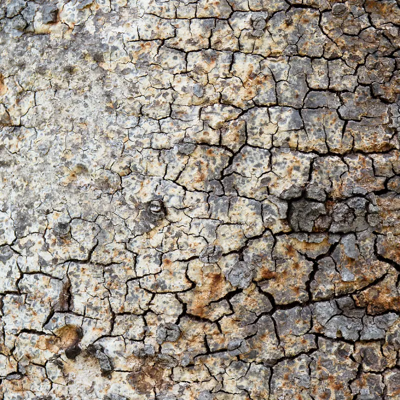 �ѷ������屳��-������