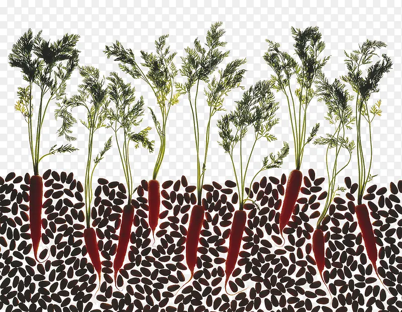 ��ɫʳ��-������