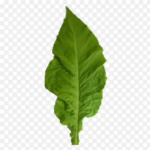 ��ҶҶ��-������