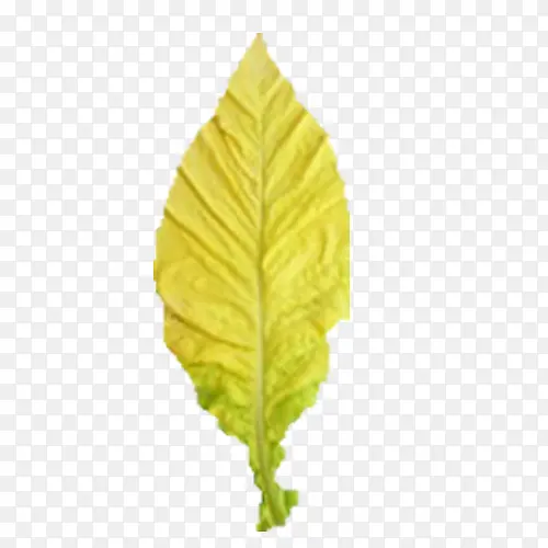 ��Ҷʵ��-������