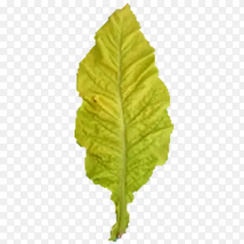 ��ҶҶ��-������