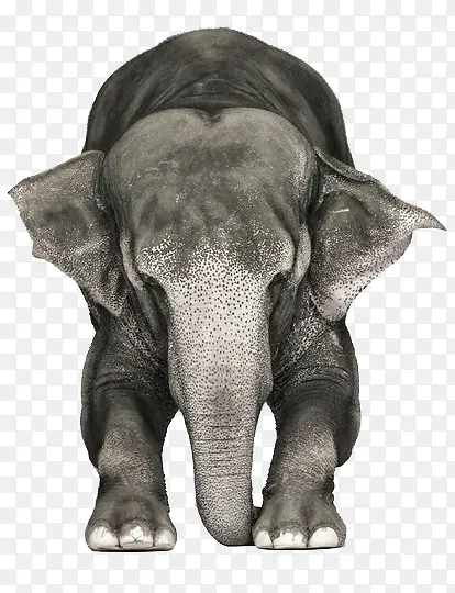 ɭ�ֶ���-������